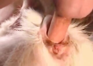 Goat anus gets slowly drilled by zoophiliac big stiff dick
