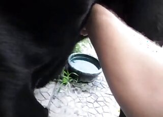 Un gros labrador noir se fait vider son pénis en érection par son maître