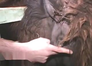 Zoophiliac loves fingering animal butt and tasting it before sex