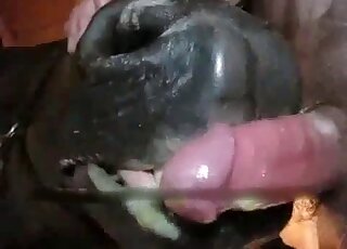 Un gros cheval noir mâche un coq tout sale avant de manger des carottes