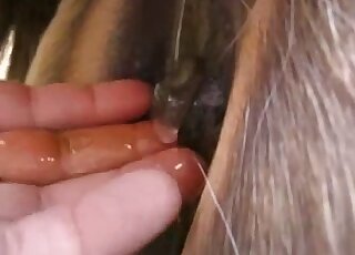 Horse butt is oiled up for anal fingering from a human