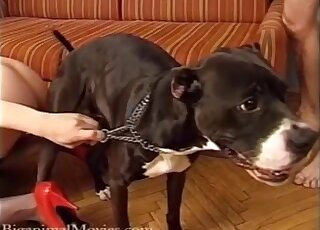 MILF in stockings is desperately trying to seduce PitBull into zoo sex