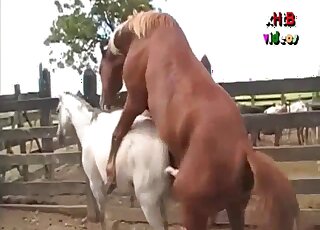 Camera is filming zoo sex on a farm between two horny horses