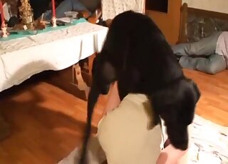 Un gros chien noir procure du plaisir sexuel à une rousse amateur