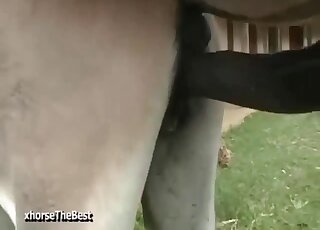 Amateur camera caught the copulation seance between donkeys in heat