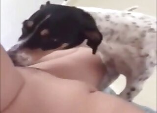 Jeune renarde écarte les jambes pour obtenir les faveurs d'un Jack Russell qui lui lèche la chatte