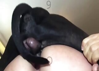 Une salope excitée fait entrer un petit chien noir directement dans son cul affamé