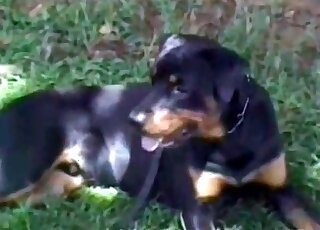 Doggie regarde la chienne nue jouer avec sa chatte