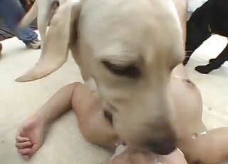 Labradors demonstrate their licking skills on cute Japanese teen