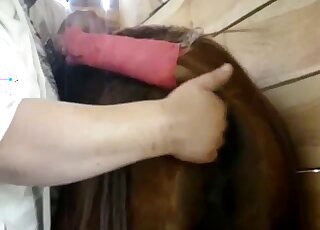 Horse pussy of a brown mare is getting fingered by a true zoophile