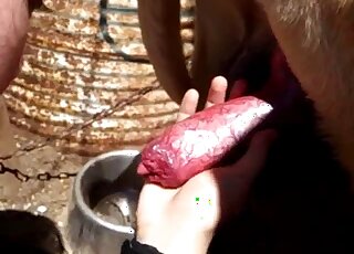 Cute babe taking care of a sensationally large animal penis here