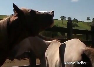 Horse on horse fucking showing a brown beast that wants hot gape