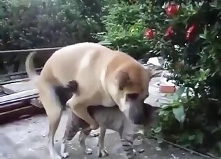 Appealing animal finds another animal to fuck in a kinky outdoor vid