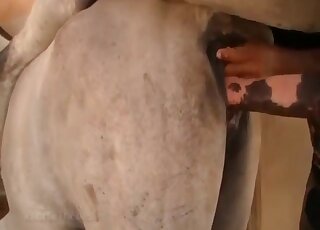 Stallion fucks female while horny zoophilia lover tapes the whole scene