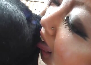 Des scènes de zoophilie japonaises débridées montrent une salope en chaleur léchant le cul de chiens