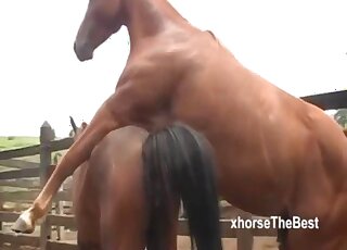 Un étalon baise sa femelle et un amant de zoo porno excité regarde