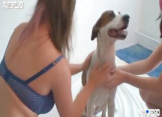 Les lesbiennes insolentes ont envie de la bite du chien dans leurs deux chattes mouillées