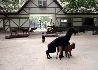 Lama fucks baby goat and horny guy films the whole scene