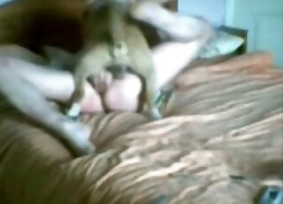 Dog is busy fucking a zoophile's tight ass right on his bed at home