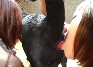 Des salopes asiatiques excitées jouent avec une grosse bite de chien comme de vraies salopes