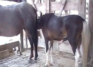 Sexe brutal entre chevaux sous le regard d'un amant excité par Zoom