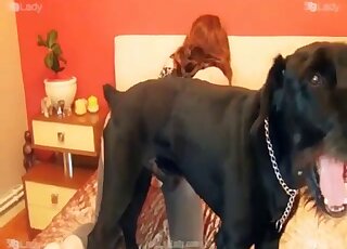 Du vrai porno canin en direct, parfait pour une femme seule aux plaisirs frissonnants