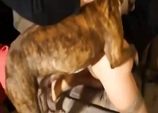 Une femme gémit tandis que le chien la pénètre violemment dans une vidéo porno amateur de zoo
