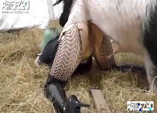 Grosse salope endure une grosse bite de cochon dans des perversions XXX impitoyables