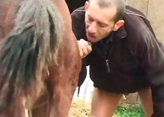 Stud loves sucking horse's thick shaft and can't wait to get cumshots