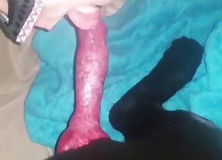 La fille au masque noir va sucer le pénis rouge d'un animal noir