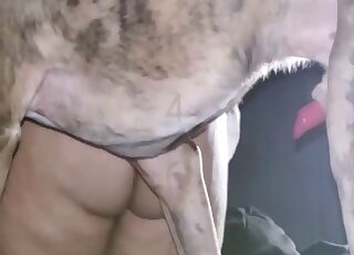 Scène de sexe intense et torride montrant un animal en chaleur qui baise