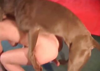 Excited brown dog fucks hot babe from behind during a nasty zoo porn