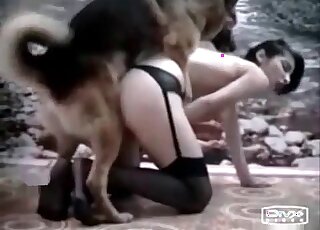 Une salope zoophile gémit tandis que son vagin subit une chaude pénétration par un chien