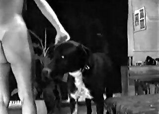 Une scène de zoo porno en noir et blanc montre comment un chien noir baise une chienne en chaleur