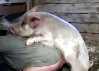 Aroused pig bangs ass of a zoophile from behind in a kinky bestiality video