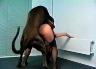Une femme en lingerie noire baise un chien en position debout, à quatre pattes, ici