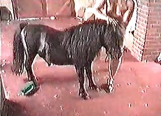Good-looking black pony is here to fuck a lady's super-tight hole