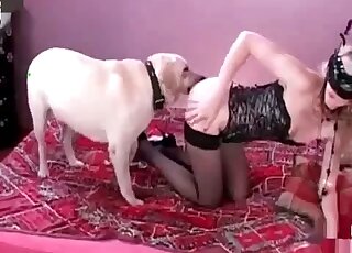 Un chien blanc trouve une jeune femme timide et longiligne en bas et la baise