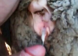 Guy fucks a sheep and gets orgasmic pleasure in a zoo scene