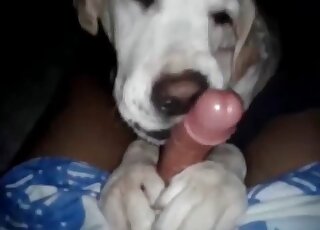 Brave dude gets his dick sucked by his dog in a XXX zoophilia video