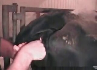 Perverted dude gives fisting and licking in beastiality zoo action