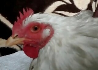 Perverted male fucks a helpless hen and enjoys it to the maximum