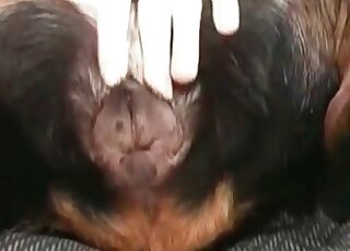 Zoo pervert licks and sucks deep asshole of his pet dog indoors