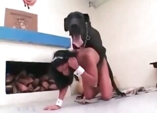 Une femme de ménage glamour suce la bite d'un énorme chien après avoir profité d'une partie de jambes en l'air au zoo