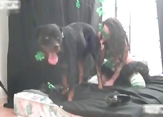 Rottweiler dog gets his dong sucked well by a crazy mature bitch