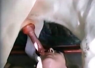 Vidéo en gros plan époustouflante d'un chien en rut en train de baiser le vagin d'une femme mûre