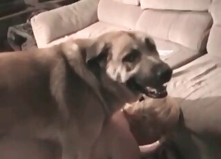 Une chienne mûre et bien en chair offre sa chatte bien grasse à son chien en manque de sexe