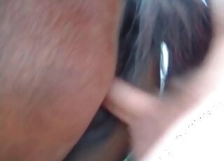 Dude goes wild in a hardcore sex action with a horse from behind