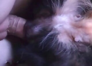 Nasty zoophile dude loves the presence of his dong in his dog’s hole