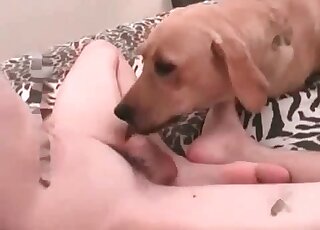 Un mec défonce le trou de son chien en baisant l'animal dans la chambre